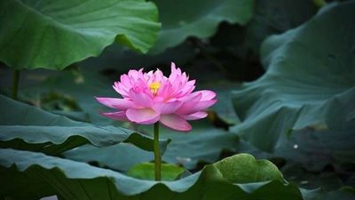 رائحة الفل والياسمين تزين سماء مصر.. وخاصة هذه المناطق