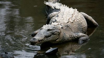 حادث غريب.. أصطدام تمساح يبلغ طوله 11 قدما بسيارة على طريق فلوريدا