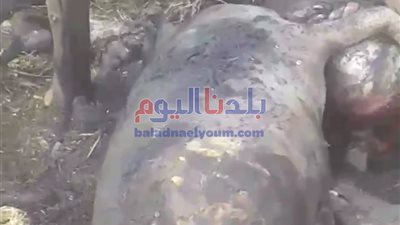 اندلاع حريق في حظيرة ماشية بأبو قرقاص بـالمنيا