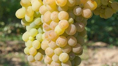 العنب يقي من السرطان.. احرص على تناوله بانتظام