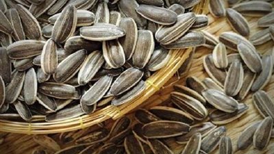 خبيرة توضح أهمية بذور عباد الشمس لحماية خلايا الجسم من الشيخوخة