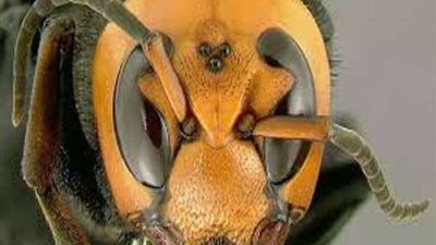 حشرة فتاكة تهدد حياة المواطنين في الإسكندرية