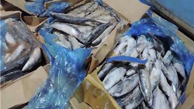 الإدارة العامة لشرطة التموين تضبط 7.5 طن أسماك مجمدة يشتبه في عدم صلاحيتها بالغربية