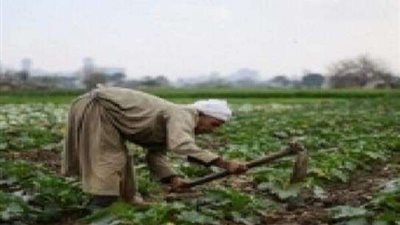 خبير زراعي يشدد علي التنوع في مصادر المياه لتنفيذ مشروعات الأمن الغذائي