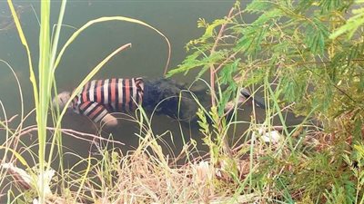 عقب تغيبه 15 يوما.. انتشال جثة مسن من إحدى ترع الدقهلية