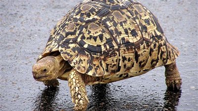 هل تساعد شوربة السلاحف على الشفاء من 