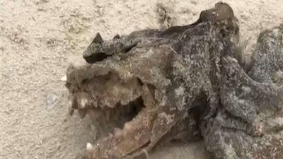 بدون عيون.. مخلوق غريب يثير الذعر في شوارع أمريكا