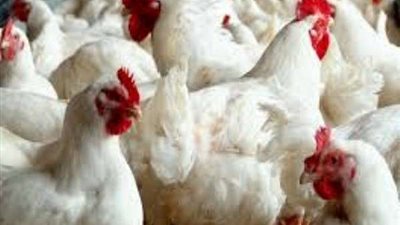 تفاصيل أسعار الدواجن اليوم الإثنين 10 فبراير 2020