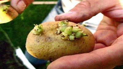 رئيس الإدارة المركزية للبساتين: استيراد تقاوي البطاطس شكل إزعاجاً لبعض التجار وما يعنينا هو المزارع