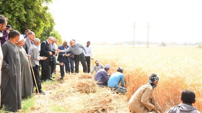 محافظ قنا يطلق إشارة بدء حصاد موسم القمح من المراشدة