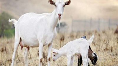 أستاذ علوم: الحيوانات الأليفة مصدر رئيسي للإصابة بالبكتيريا