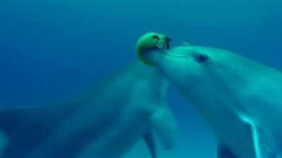 صدمة| الدولفين 