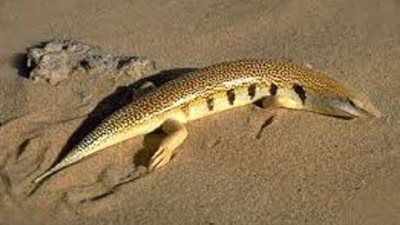 منهم خنزير البحر.. أسماك تعيش تحت الأرض و