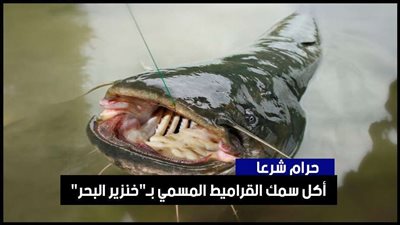 فيديوجراف| حرام شرعا.. حكم أكل سمك القراميط المسمي بـ