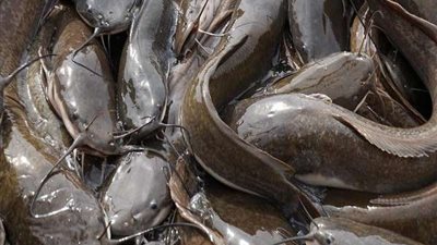 تباع في السوق وتشبه 