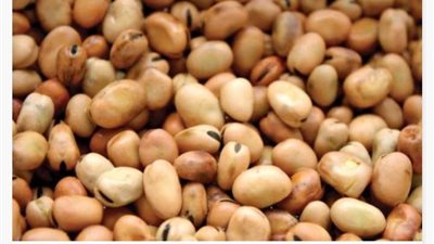 أسعار الفول المحلي ترتفع 400 جنيه