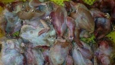 ضبط 2.5 طن دجاج فاسد داخل مستشفى بالأقصر