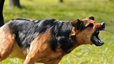 ضبط متهم لرهبته المواطنين بكلب بكفر الشيخ