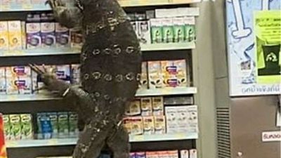 القبض على المتهمين بالتعدي على سحلية مهددة بالإنقراض