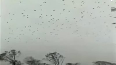 بعد انتشار كورونا.. الغربان تغزو مدينة ووهان الصينية في كارثة خطيرة (فيديو)