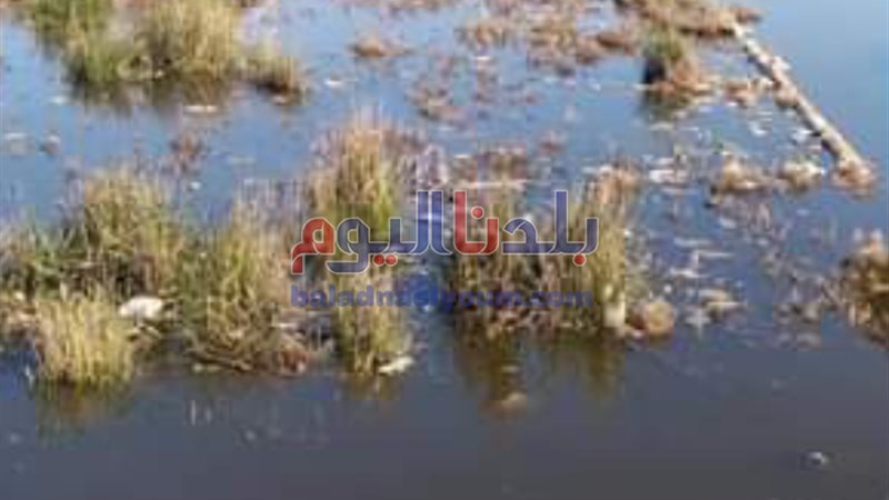 بلدنا اليوم