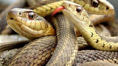 علماء يكشفون علاقة الثعابين بانتشار فيروس كورونا