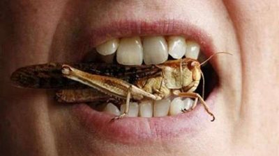 الجراد السعودي.. فياجرا طبيعية وعلاج للروماتيزم وآلام الظهر