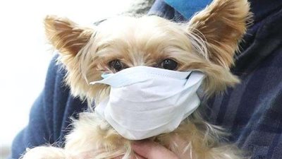 بالصور.. حيوانات الصين تواجه 