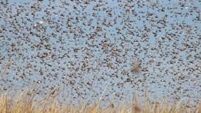 رئيس مكافحة الآفات: خطة متكاملة للتصدي لانتشار الجراد الصحراوي