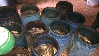 الطب البيطري بأسوان يضبط 11 طن من الفسيخ والملوحة الفاسدة في شم النسيم