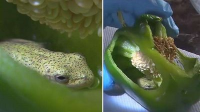 الفلفل الرومي فيه سم قاتل.. خبراء يحذرون ووزارة الزراعة 