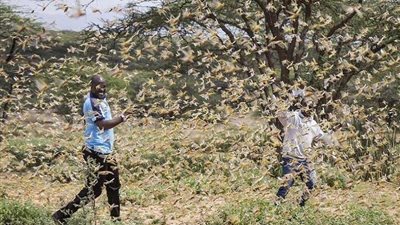 بعد اقترابه من الحدود.. طوارئ في الزراعة لمواجهة الجراد الصحراوي