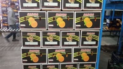 بـ14 محطة.. انتعاش سوق تصدير الفاكهة داخل القليوبية