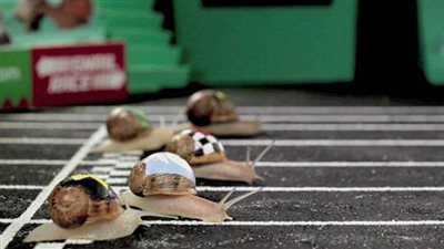 منها الصراصير.. أغرب 10 سباقات في العالم