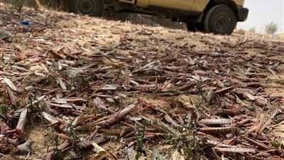 أسراب الجراد تغزو سماء السعودية قادمة من اليمن