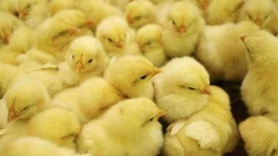 أسعار الكتاكيت اليوم الخميس 28 - 4 - 2022