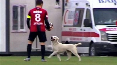 بسبب كلب.. إيقاف مباراة في الدوري التركي (فيديو)