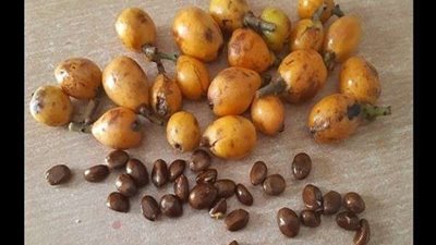 لن تتوقع.. نوع مهمل من بذور الفواكه يعالج جرثومة المعدة والنقرص