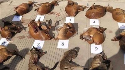 الشرطة الصينية تواصل مواجهة تهريب الحيوانات للتصدي لكورونا