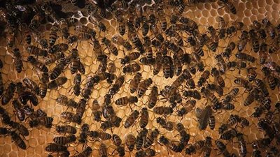 معركة دامية بين شرطة أمريكا و40 ألف نحلة تنتهي بإصابات خطيرة