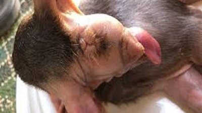 بدون أعين.. شاهد|| ماعز تلد مخلوق غريب