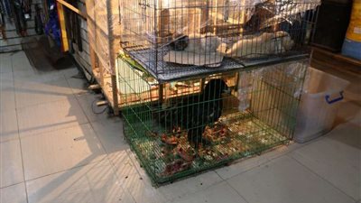 الصين تحذر من تجارة الحيوانات البرية