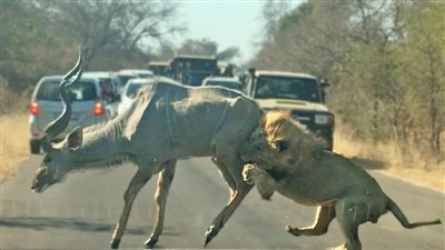 النهاية صادمة.. شاهد معركة دامية بين أسد وأكبر ظبي في العالم