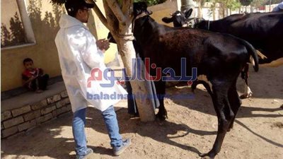 تحصين 141 ألف و 617 رأس من الأبقار والأغنام ضد الجلد العقدي بالمنوفية