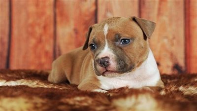 مفاجأة.. اكتشاف علاج لسرطان الدماغ من الكلاب