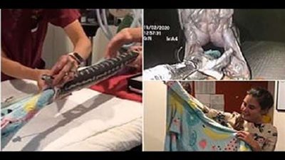 طبيبة تنقذ حياة ثعبان وتنجح في استخراج فوطة من بطنه