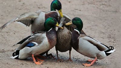 رغم فيروس كورونا.. البط الصيني يتجه لباكستان ليخوض أكبر معركة