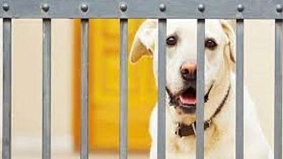 عاجل.. كورونا ينتقل للحيوانات ووضع 