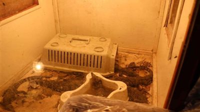 ضبط شخصين بحوزتهما 100 حيوان وكائنات محنطة مهددة بالانقراض