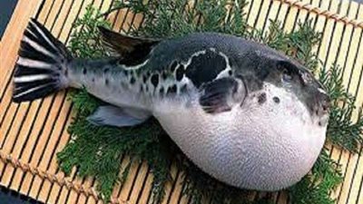 سمكة الأرنب.. ترعب المواطنين وتتسبب في تسمم أسرة كاملة